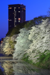 霞城の桜とセントラル