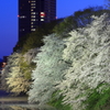 霞城の桜とセントラル