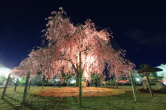 枝垂夜桜