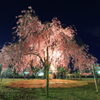 枝垂夜桜