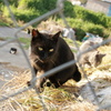 猫たち