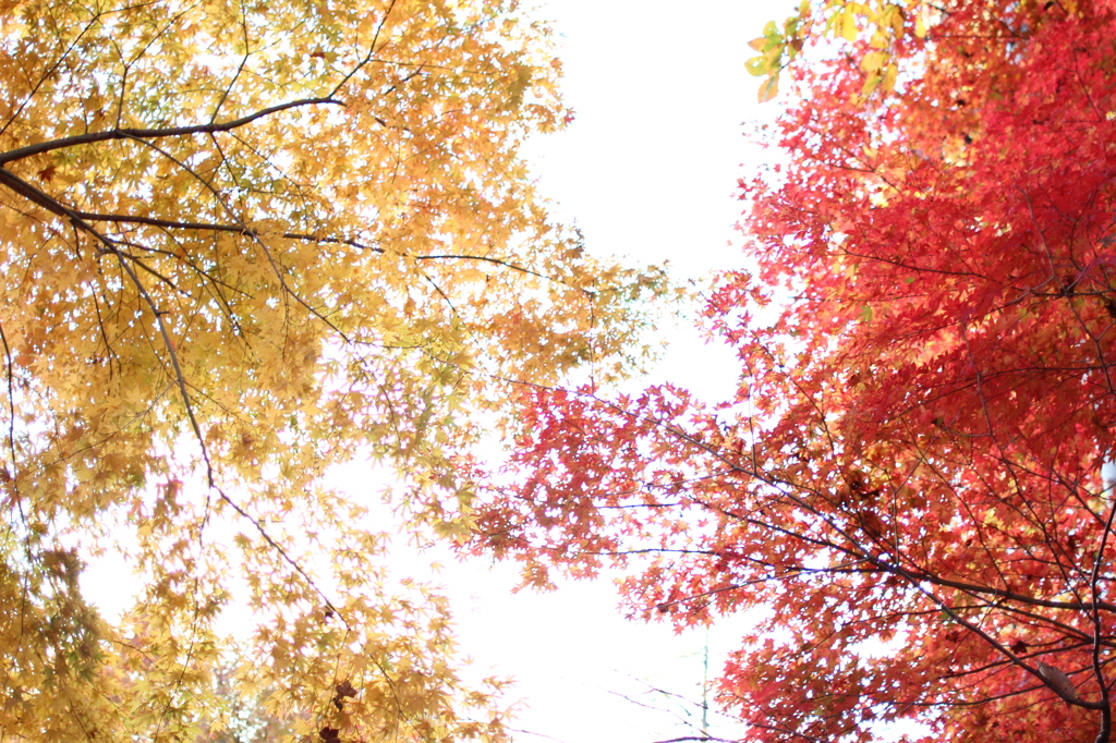 榛名湖　紅葉