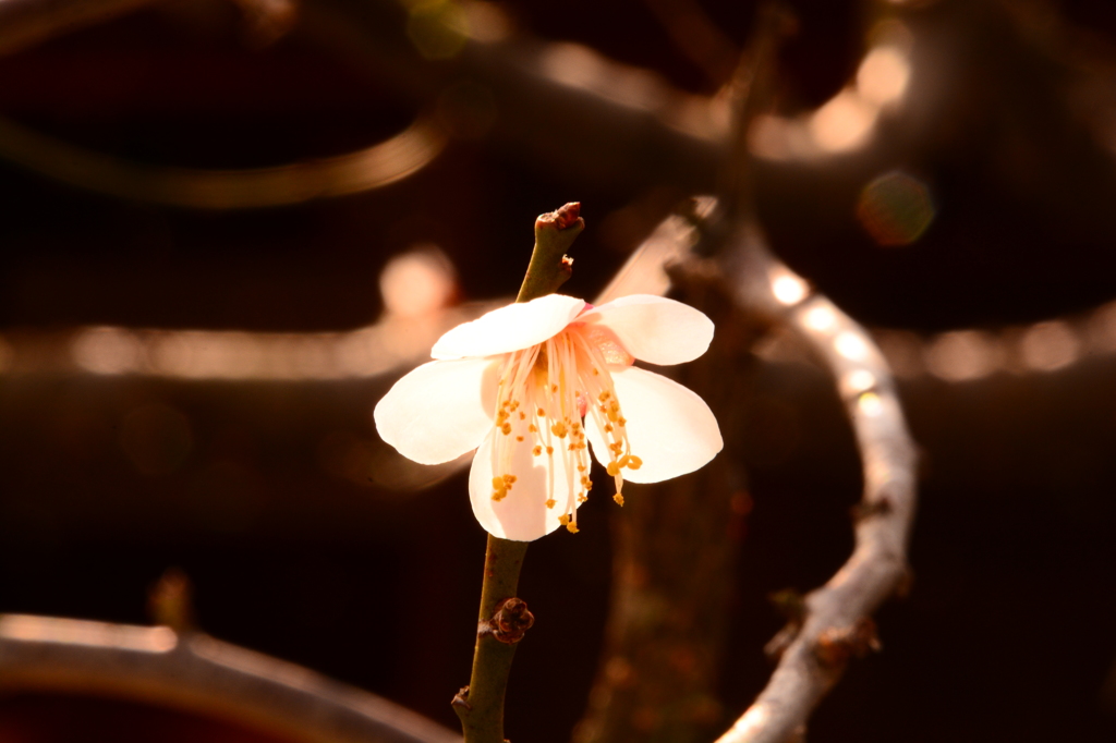 陽光花