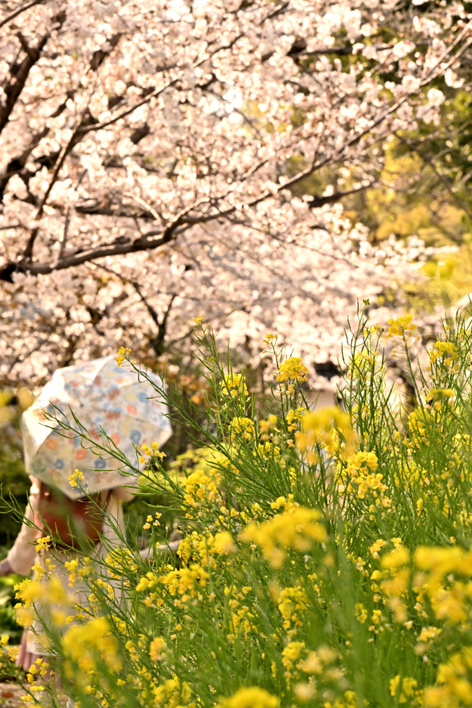 花に誘われて