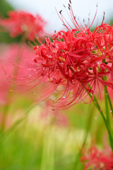 曼珠沙華〜雫