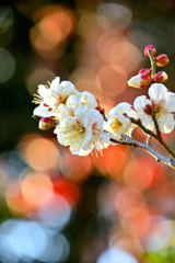 梅開花