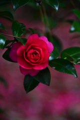 山茶花