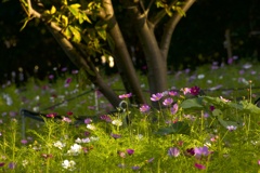 夕陽秋桜