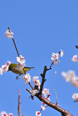 飛んだ瞬間、ひとひら