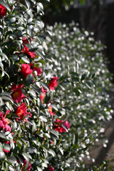 山茶花