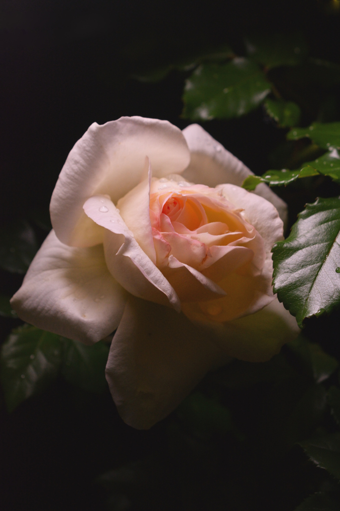 DSC_6539