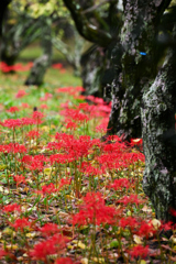梅木と曼珠沙華