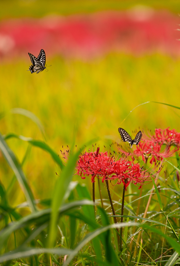 曼珠沙華に舞う
