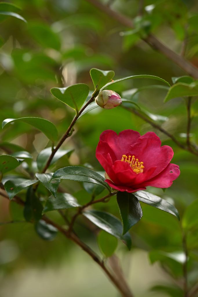 サザンカ〜花と蕾