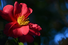 山茶花の創造