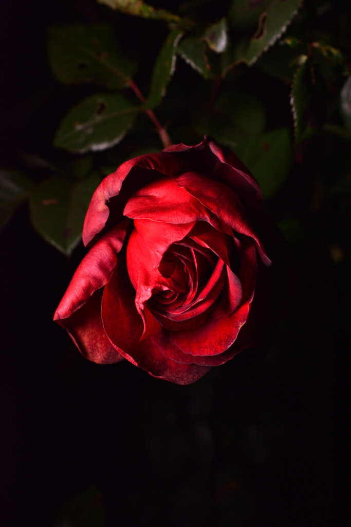 DSC_9426