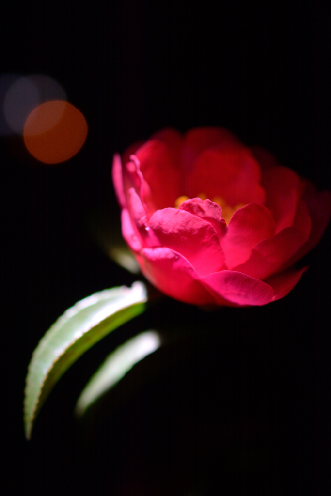 サザンカと微かな夜の光