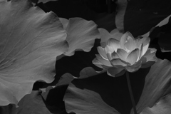 舞花
