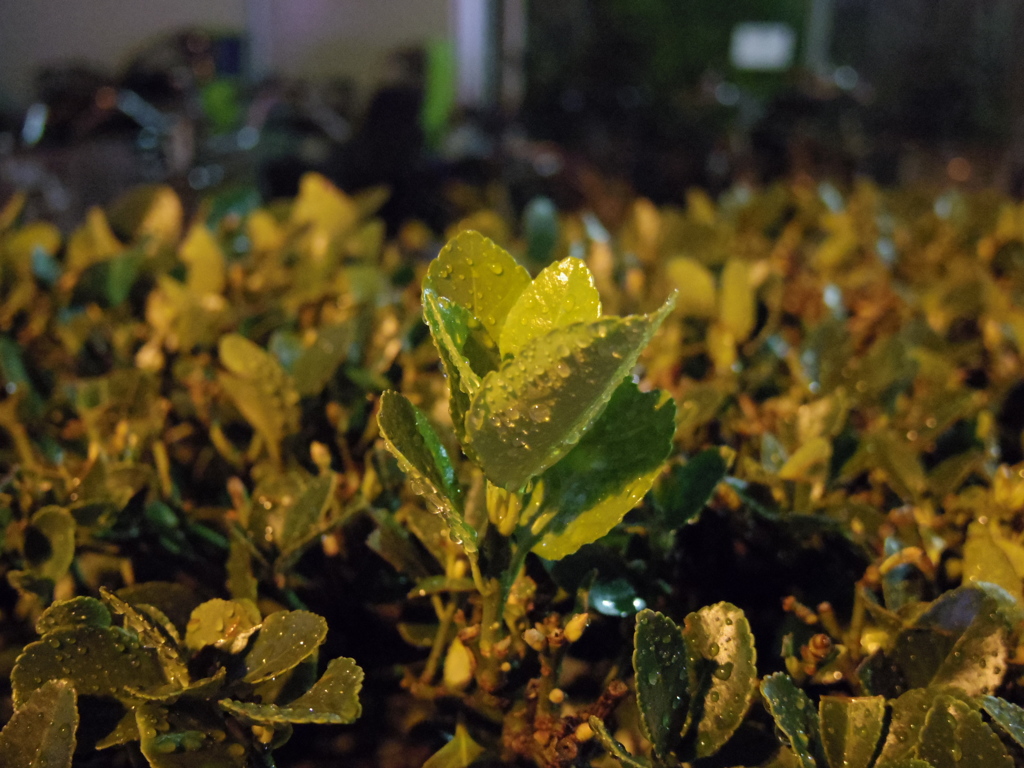 雨上がり、街灯に照らされて