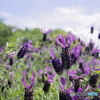 緑に生える紫の花