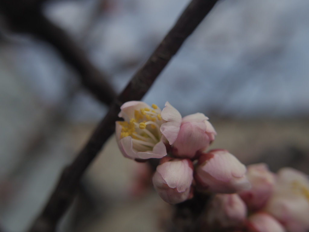 桜・目覚め