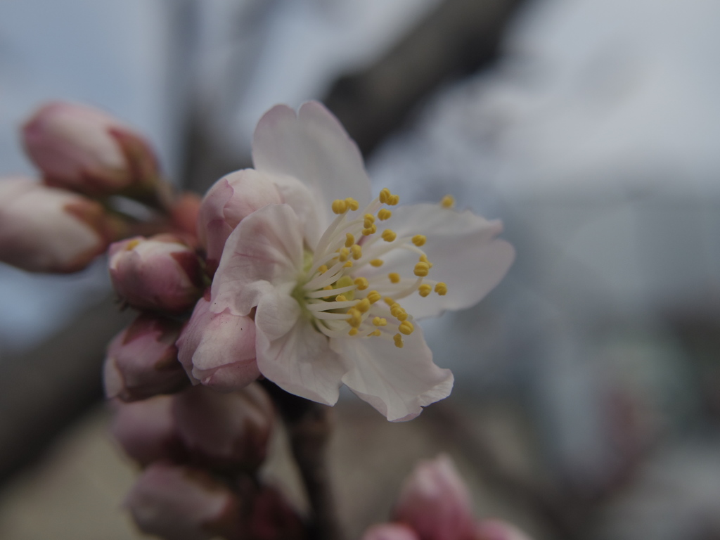 桜・一番乗り！！