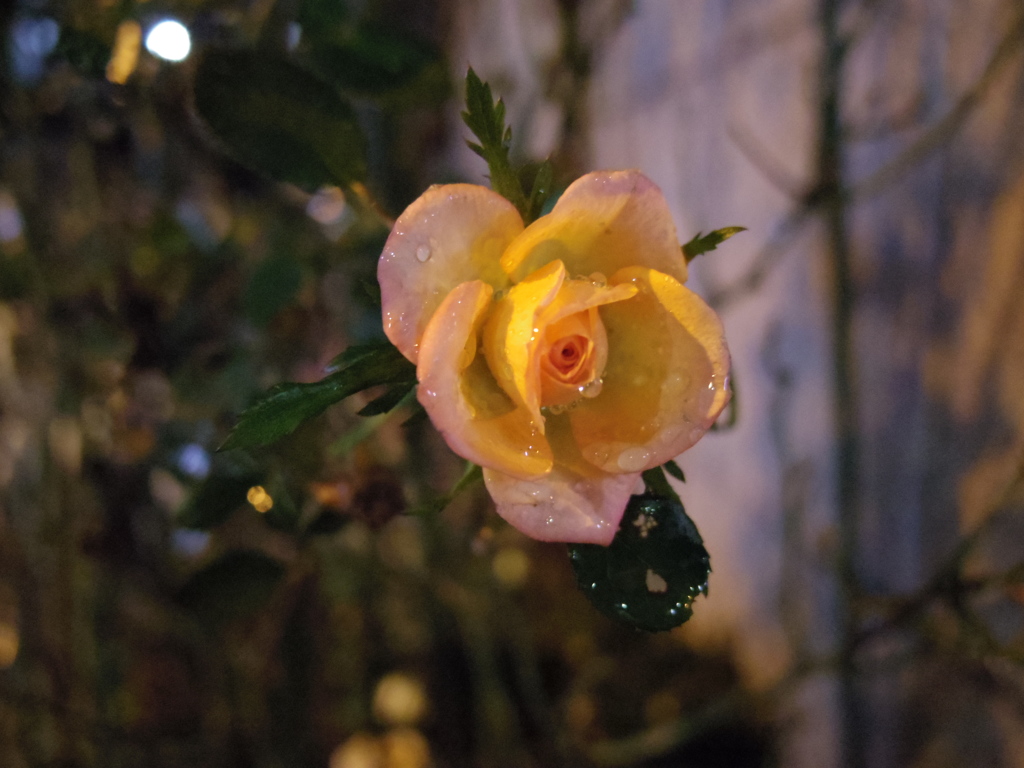 雨に濡れた薔薇