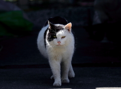 たま