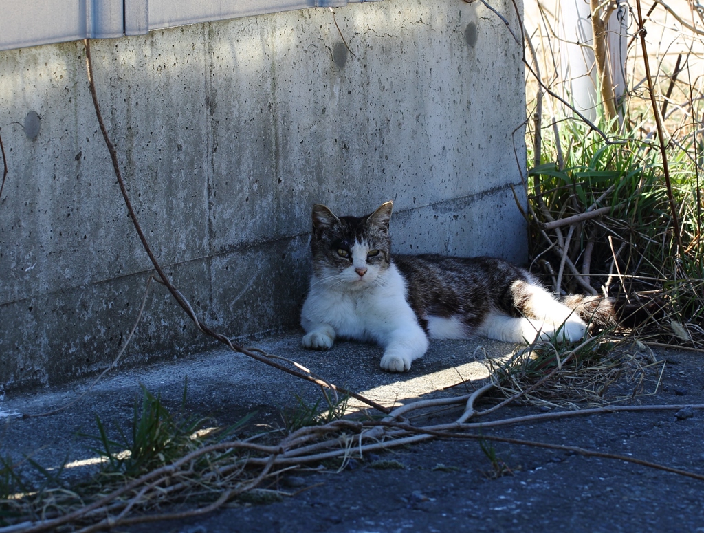 猫を撮って見ました。