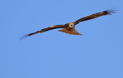 鳶