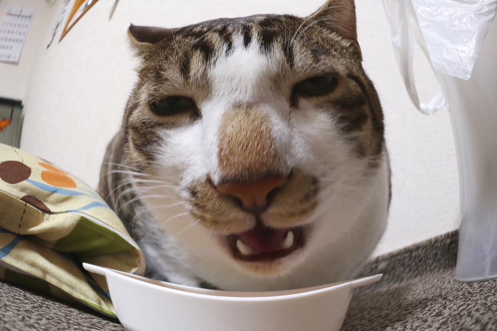 亥年風