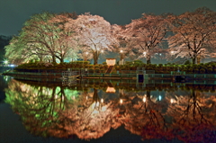 夜桜