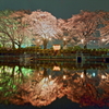 夜桜