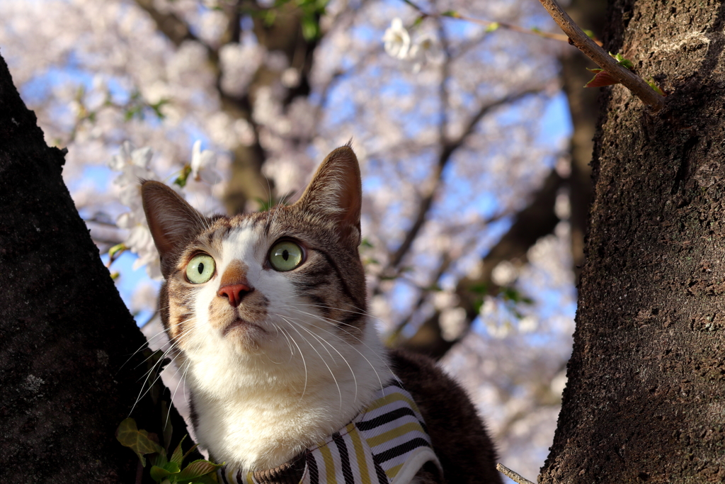 花見です！