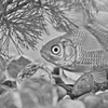 金魚
