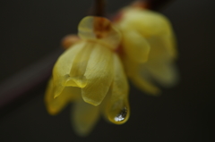 雨上がりの蝋梅