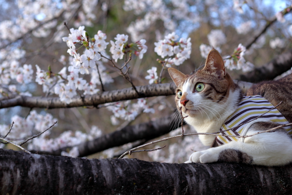 満開だ～ぁ！