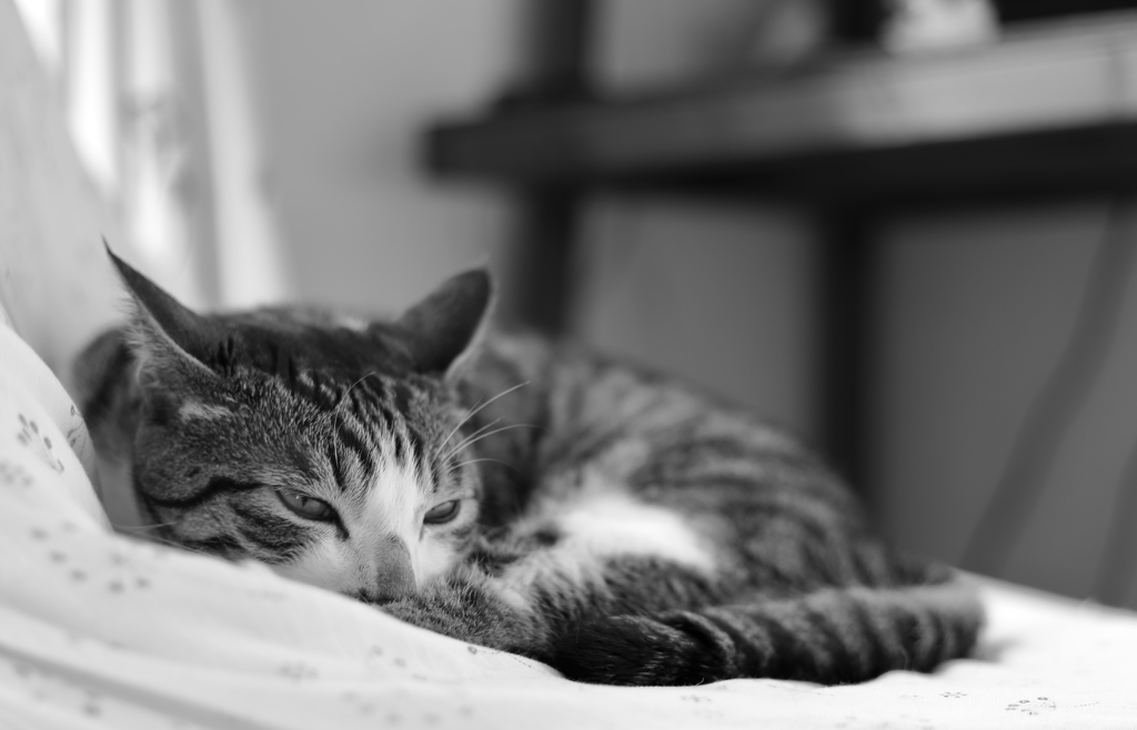 うちの猫