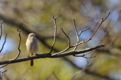 鳥 ②