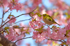 春だにゃ～。