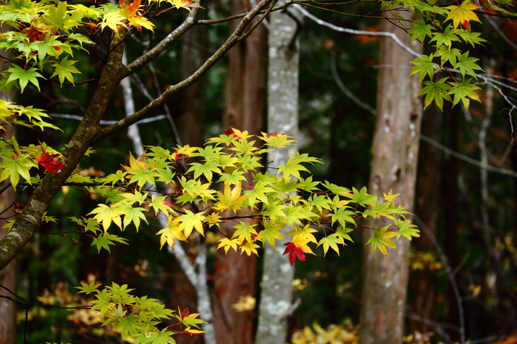 紅葉 2