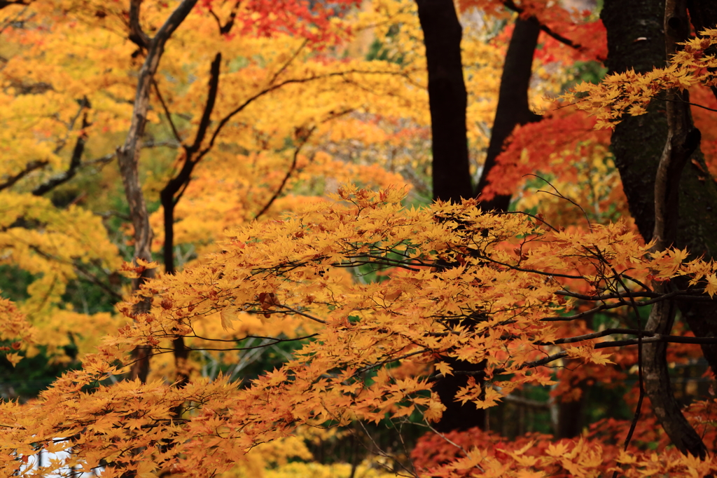 紅葉