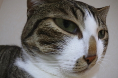 魚眼風