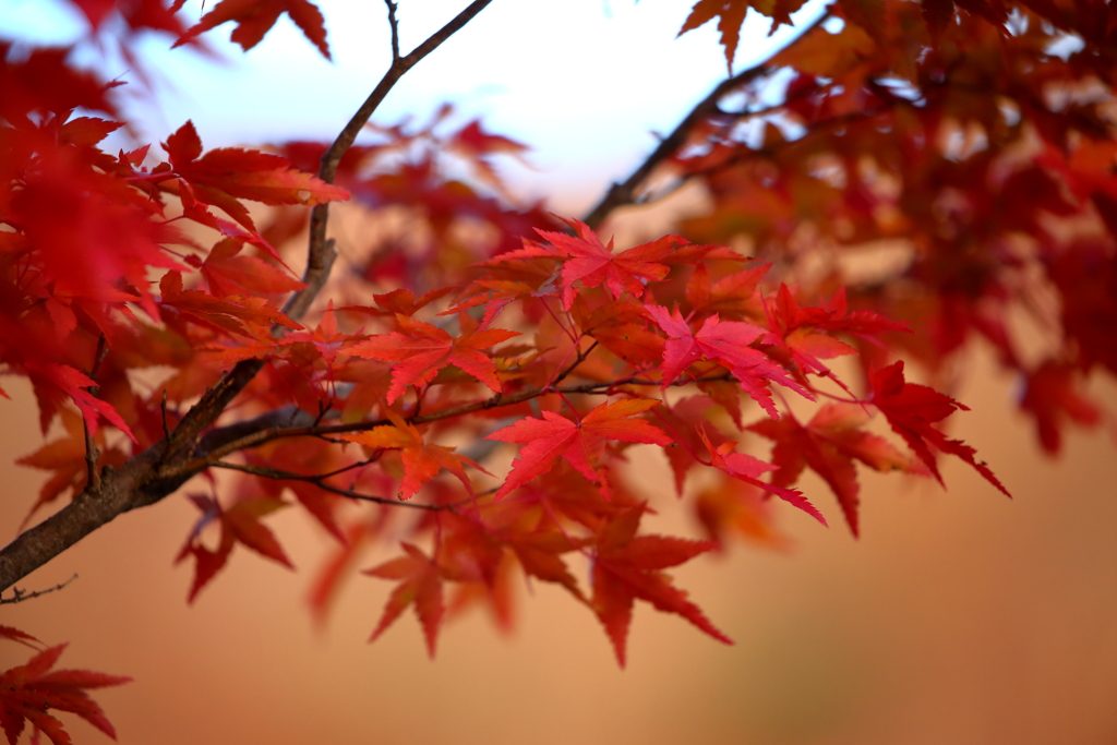 紅葉