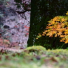 紅葉