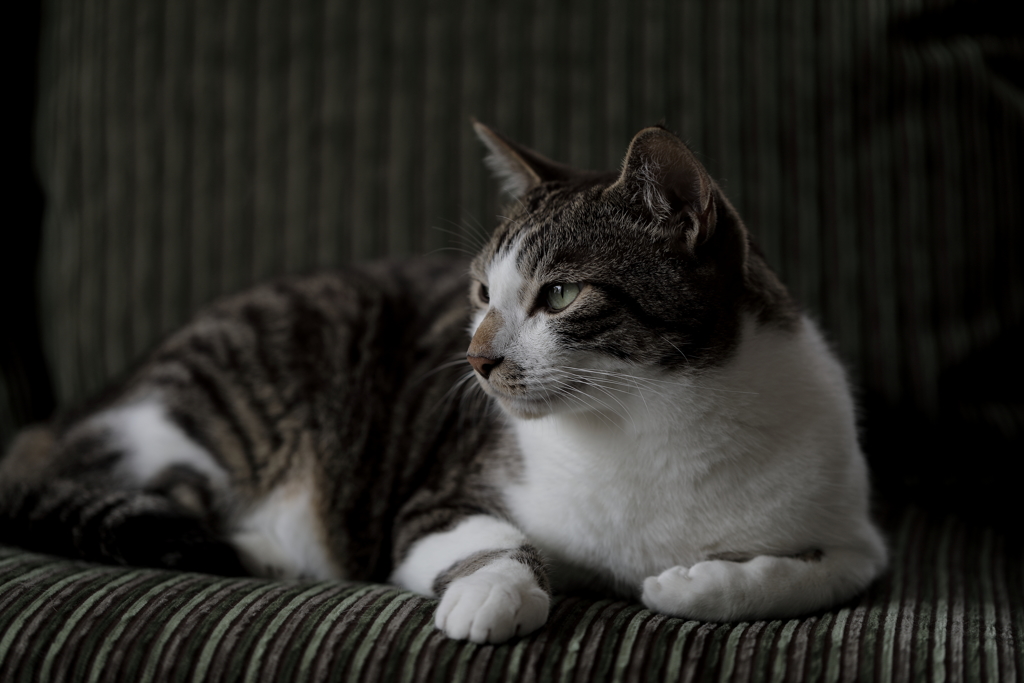 うちの猫３