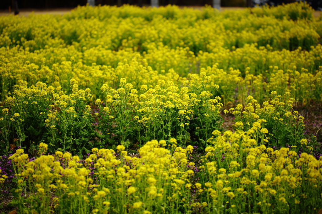 菜の花