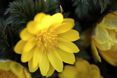 花 2