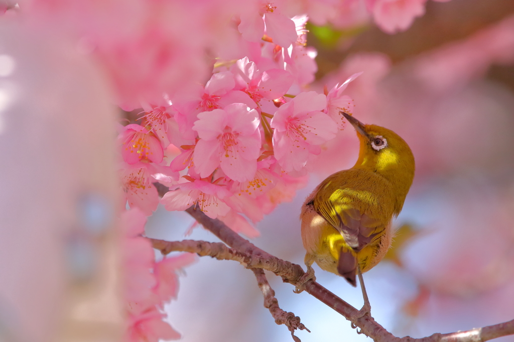 春分の日