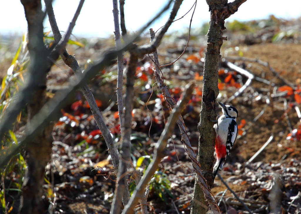 鳥を撮りました。